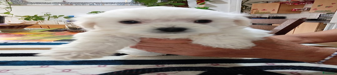 Maltese Puppy 1