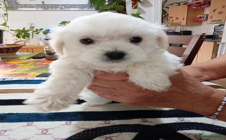 Maltese dogs - Advert 1