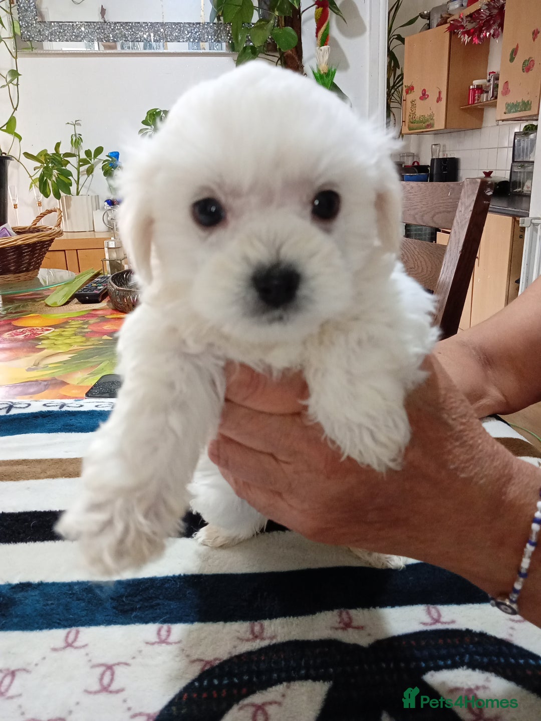 Maltese dogs for sale: Maltese puppies  - Image 1