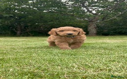 Australian Labradoodle dogs for sale: Australian Labradoodle puppies  - Image 3