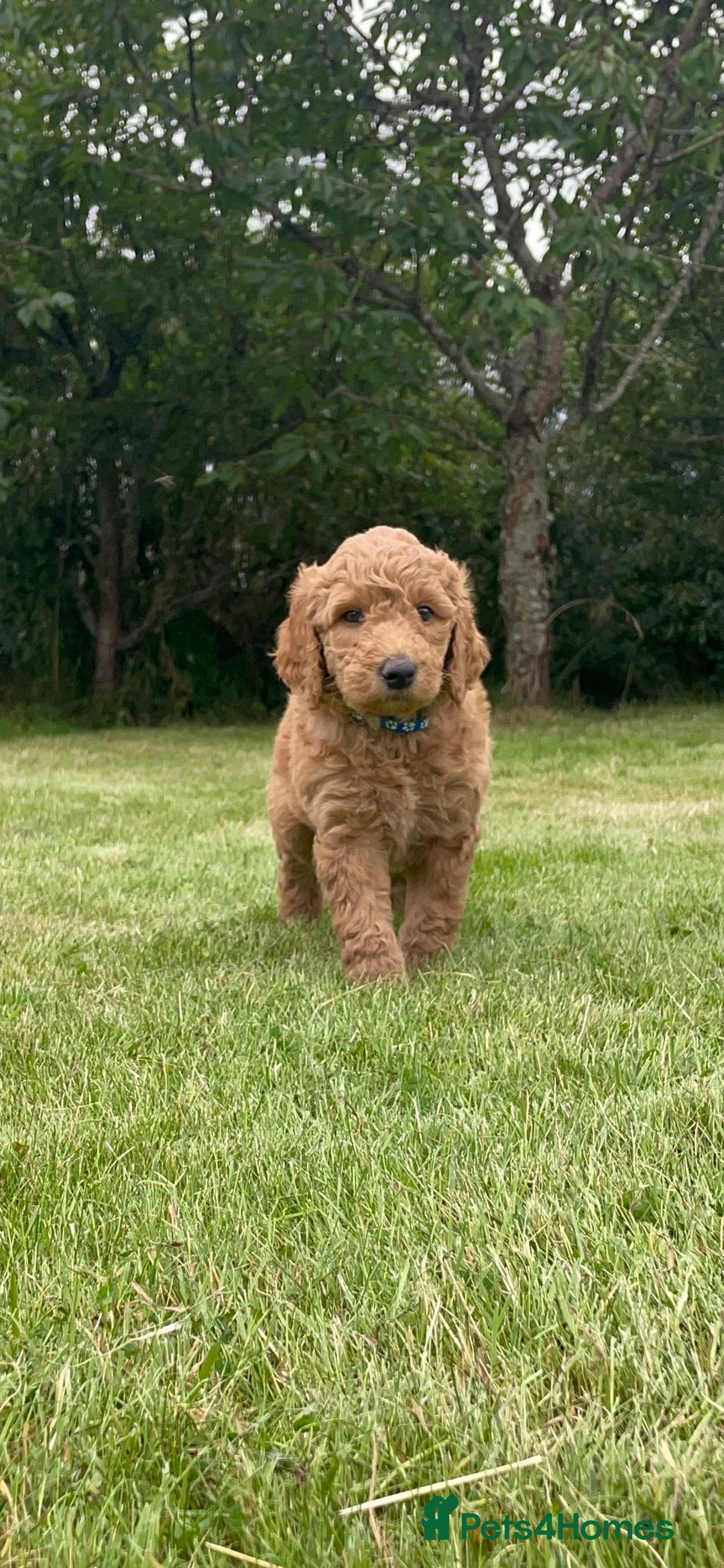 Australian Labradoodle dogs for sale: Australian Labradoodle puppies  - Image 3