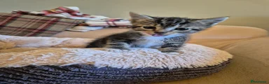 Tabby female 