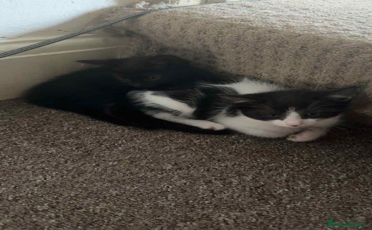 Domestic Shorthair cats for sale - Advert 1