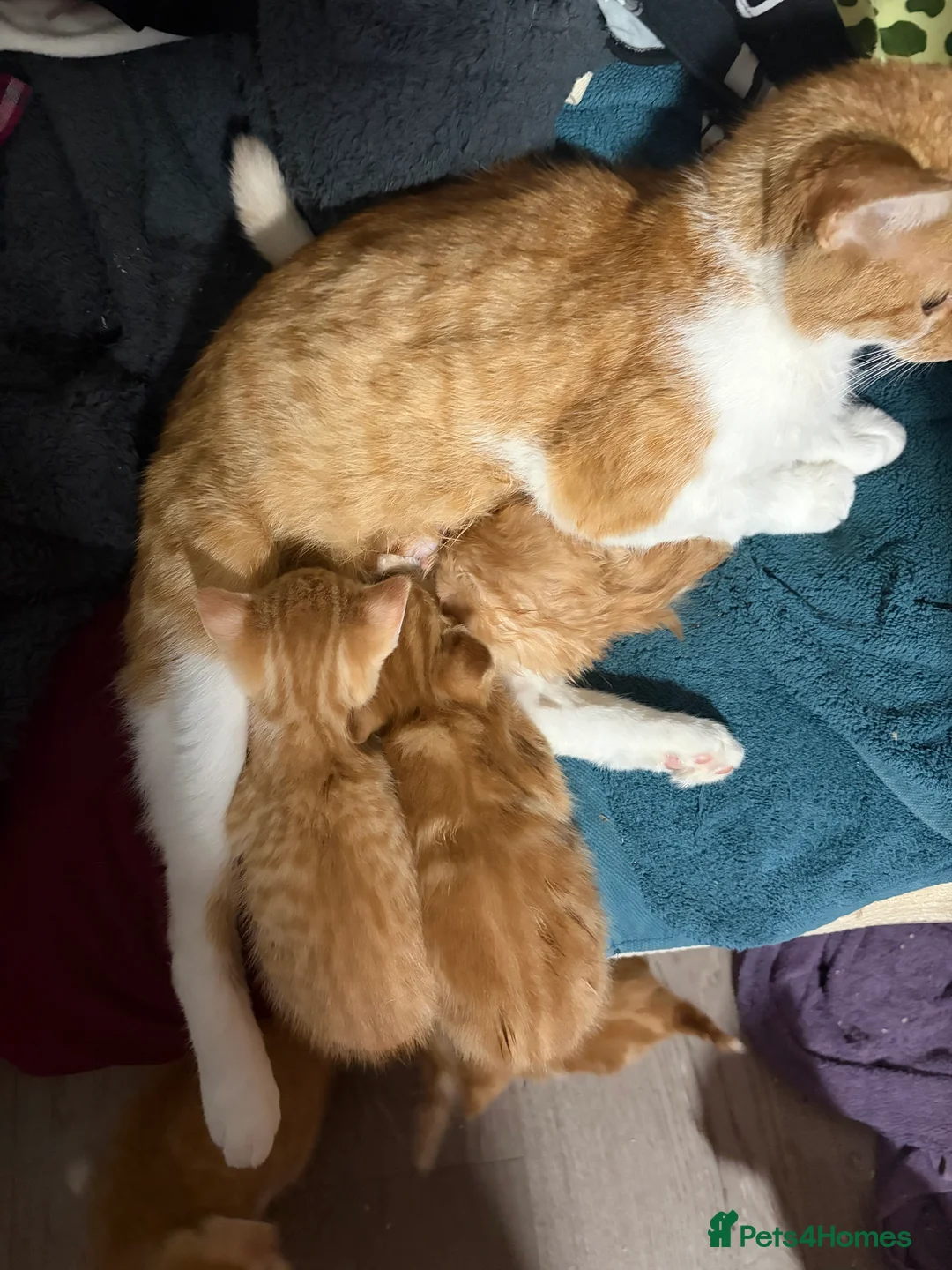 Mixed Breed cats for sale: Ginger and white kittens  - Advert 15