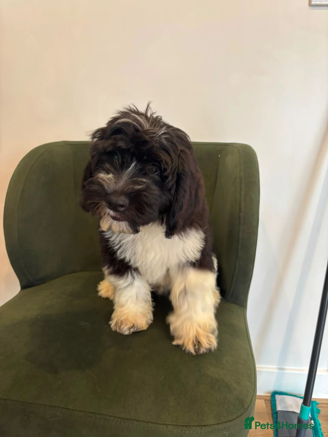 Australian Labradoodle dogs for sale: Multigenerational Australian Labradoodle puppies - Advert 2