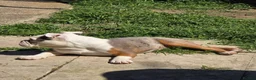 Olde English Bulldogge dogs for sale: Old english bulldogs male  - Advert 3