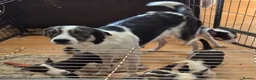 Border Collie dogs for sale: 4 Border Collie Pups  in Swansea - Advert 12