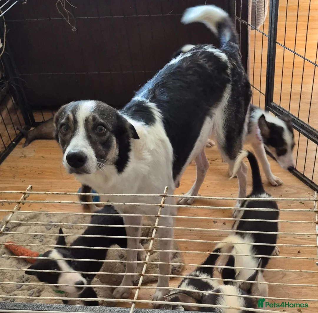Border Collie dogs for sale: 4 Border Collie Pups  in Swansea - Advert 12