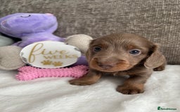 Miniature Dachshund dogs for sale: 🤍🐾 READY NEXT WEEK 🐾🤍 - Image 11