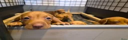 Hungarian Vizsla dogs for sale: Beautiful Hungarian Vizsla Puppies - Advert 5