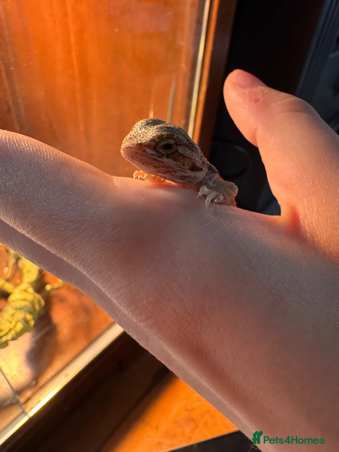 Bearded Dragon reptiles for sale: Translucent red monster babies in Croydon - Advert 2