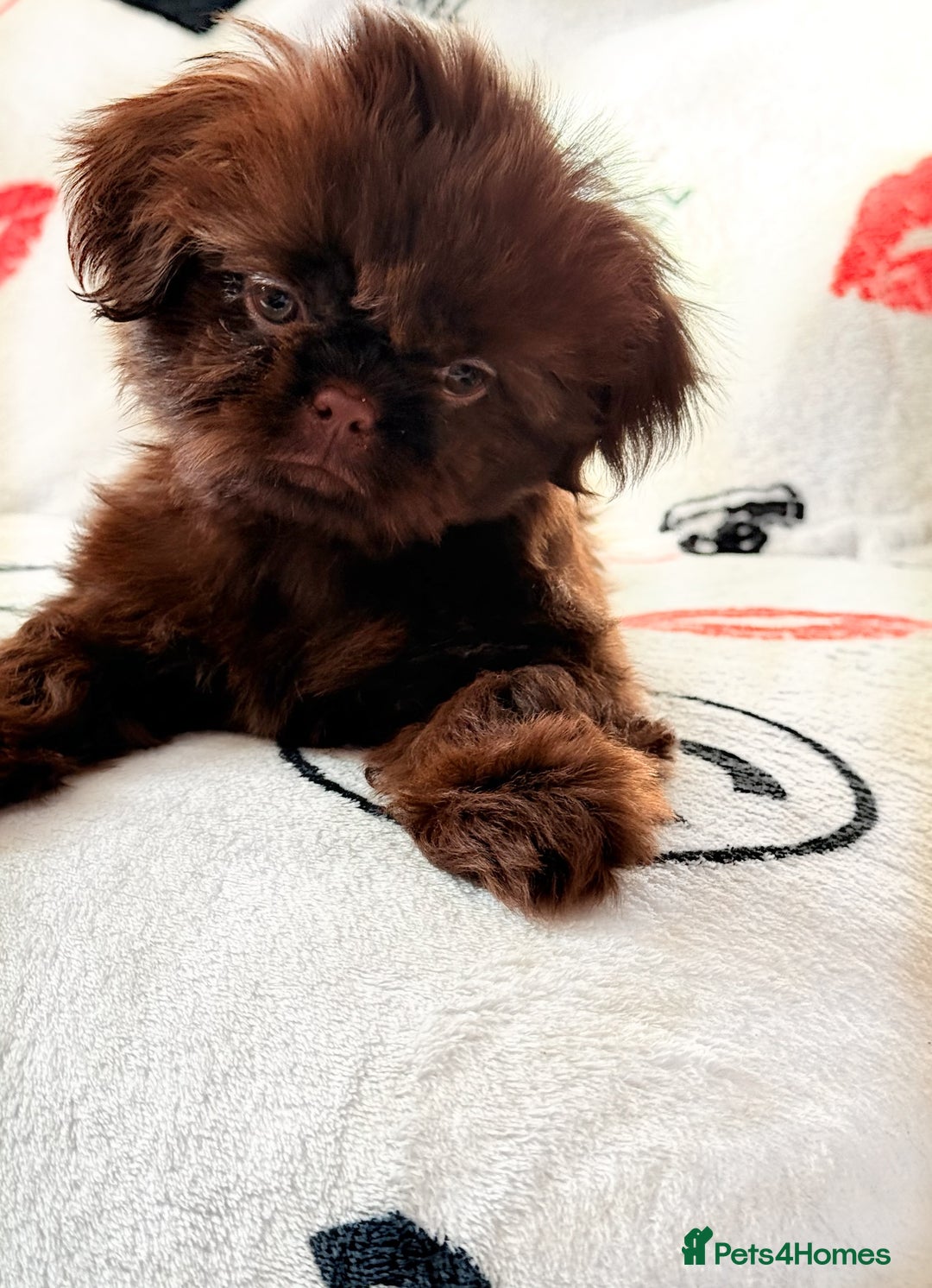 Shih Tzu dogs for sale: Beautiful Imperial Shih Tzu Puppy – Brown Female - Image 4
