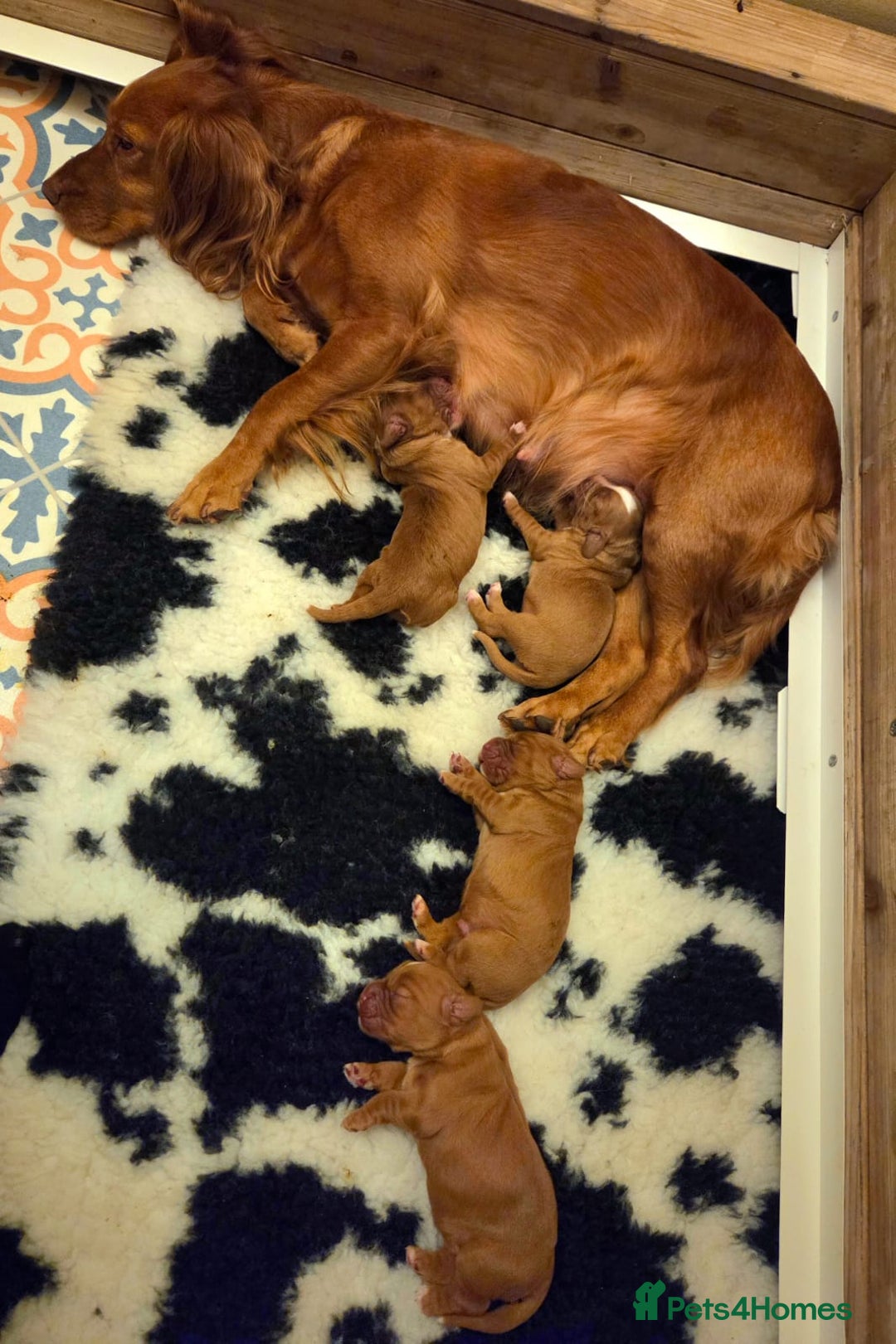 Cocker Spaniel dogs for sale: Stunning KC reg red working cocker pups - Advert 10