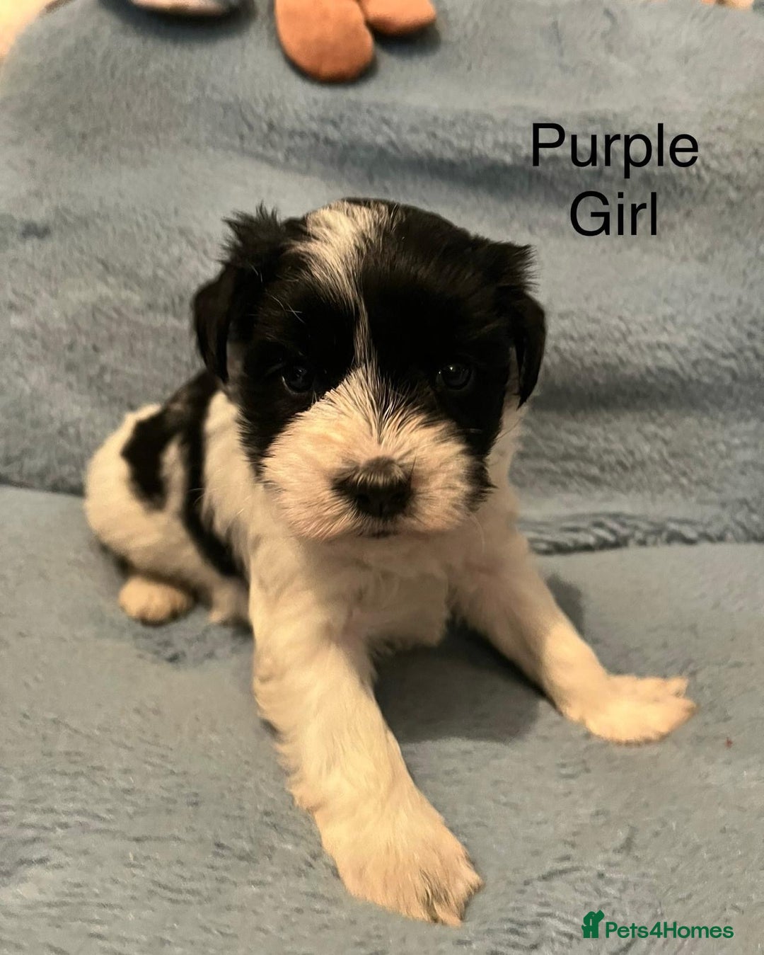 Miniature Schnauzer dogs for sale: OMG ❤️RARE  PEDIGREE PARTI MINIATURE SCHNAUZER  - Advert 29