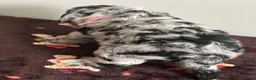 Sheepadoodle dogs for sale: Unique mini sheepadoodle mix - Advert 5