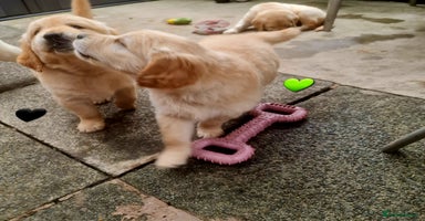 Golden Retriever dogs in Saint Helens - Advert 7