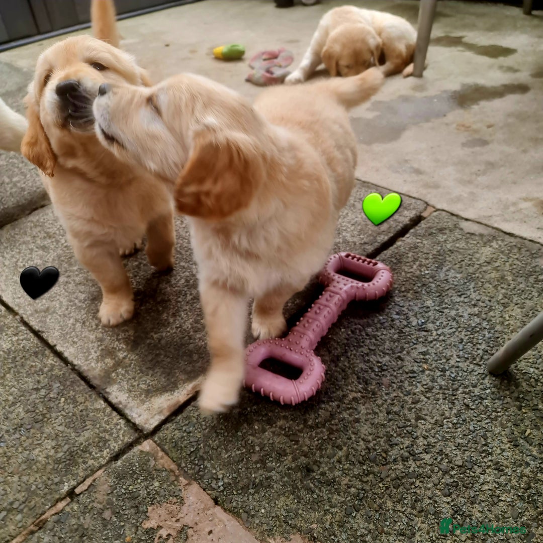 Golden Retriever dogs for sale: 💫💫💫 All puppies are reserved 💫💫💫 in Saint Helens - Image 7