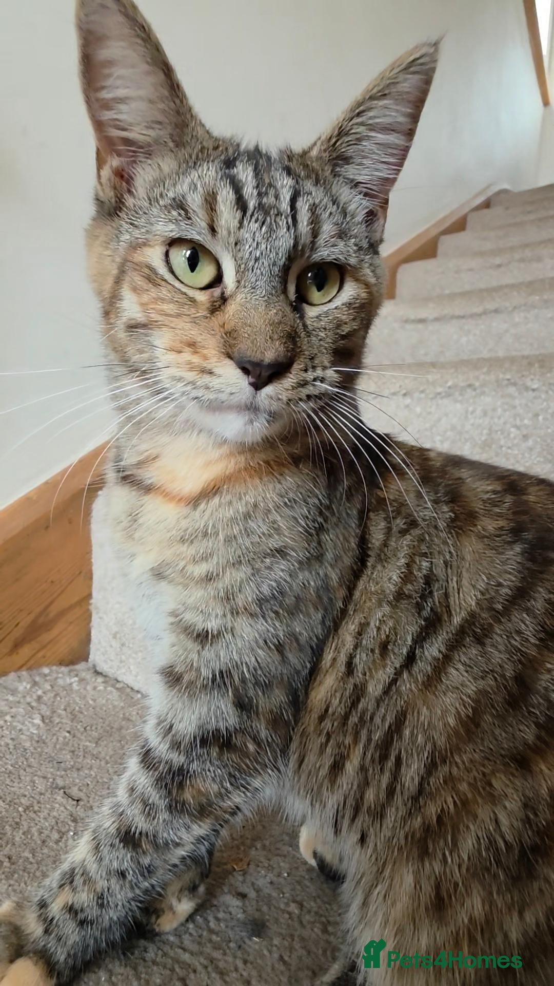 Mixed Breed cats for sale: Female cat for sale  - Advert 1