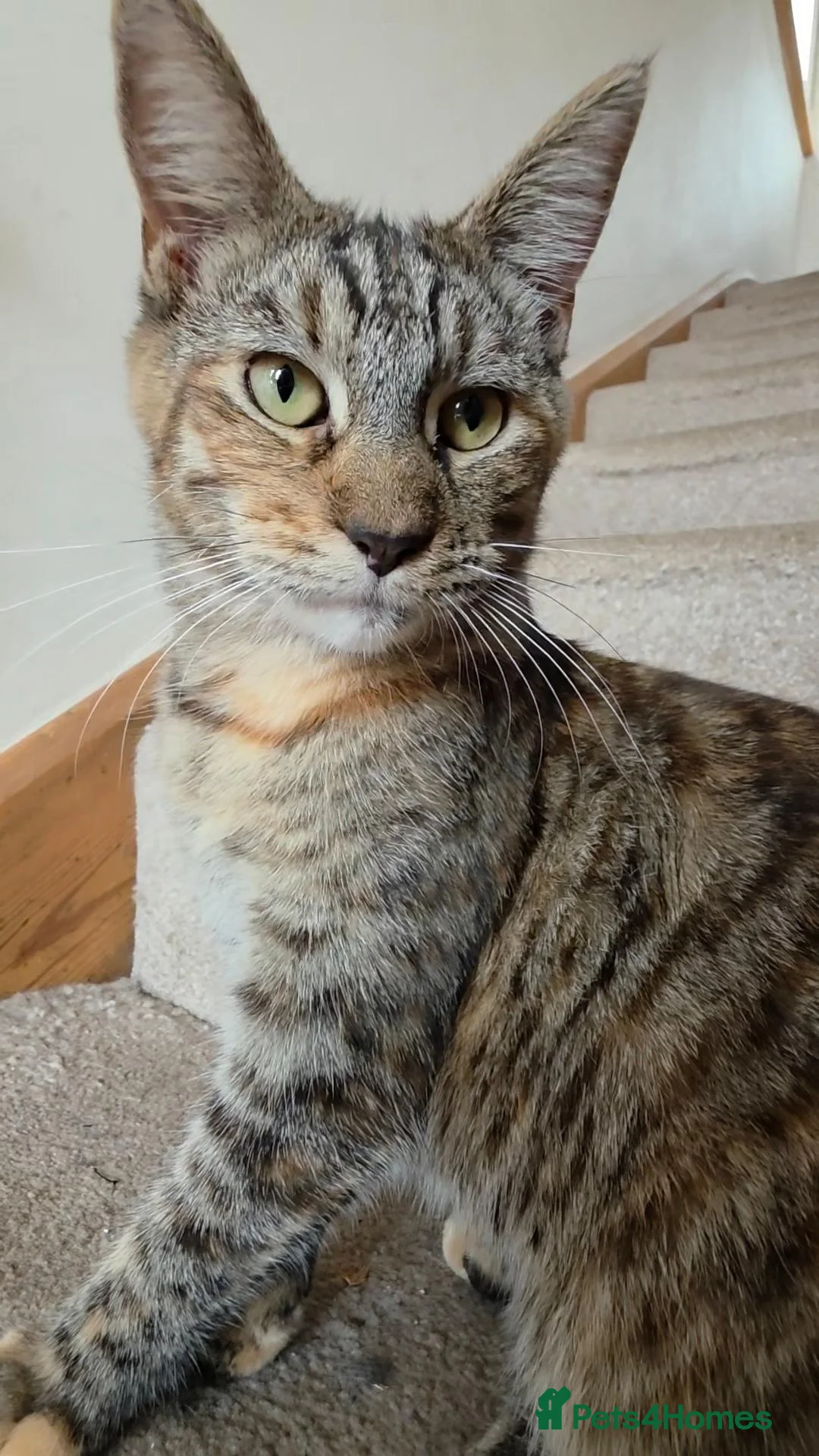 Mixed Breed cats for sale: Female cat for sale  - Advert 1