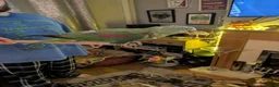 Parakeets birds for sale: Alexandrine parrot  - Advert 11