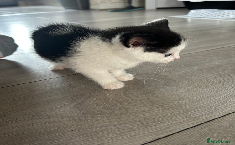 Domestic Shorthair cats - Advert 1