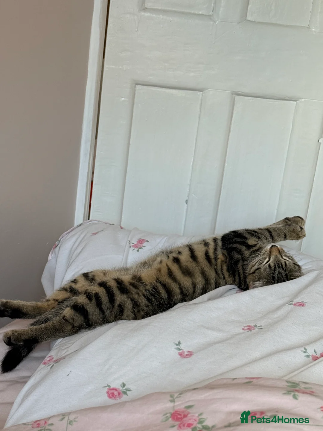 Mixed Breed cats for sale: Adorable Kittens Looking for Their Forever Home 🐾 in Sheffield - Advert 2