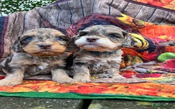 Cockapoo dogs for sale: Cockapoo puppies Rainbow litter  - Advert 19