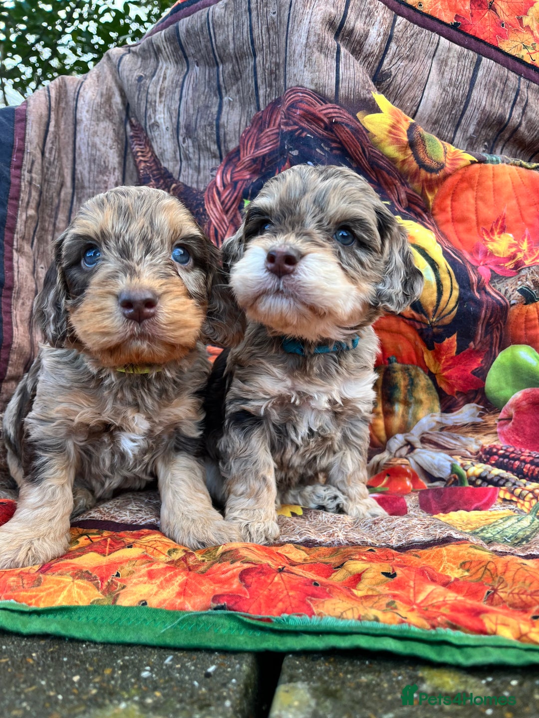 Cockapoo dogs for sale: Cockapoo puppies Rainbow litter  - Advert 19