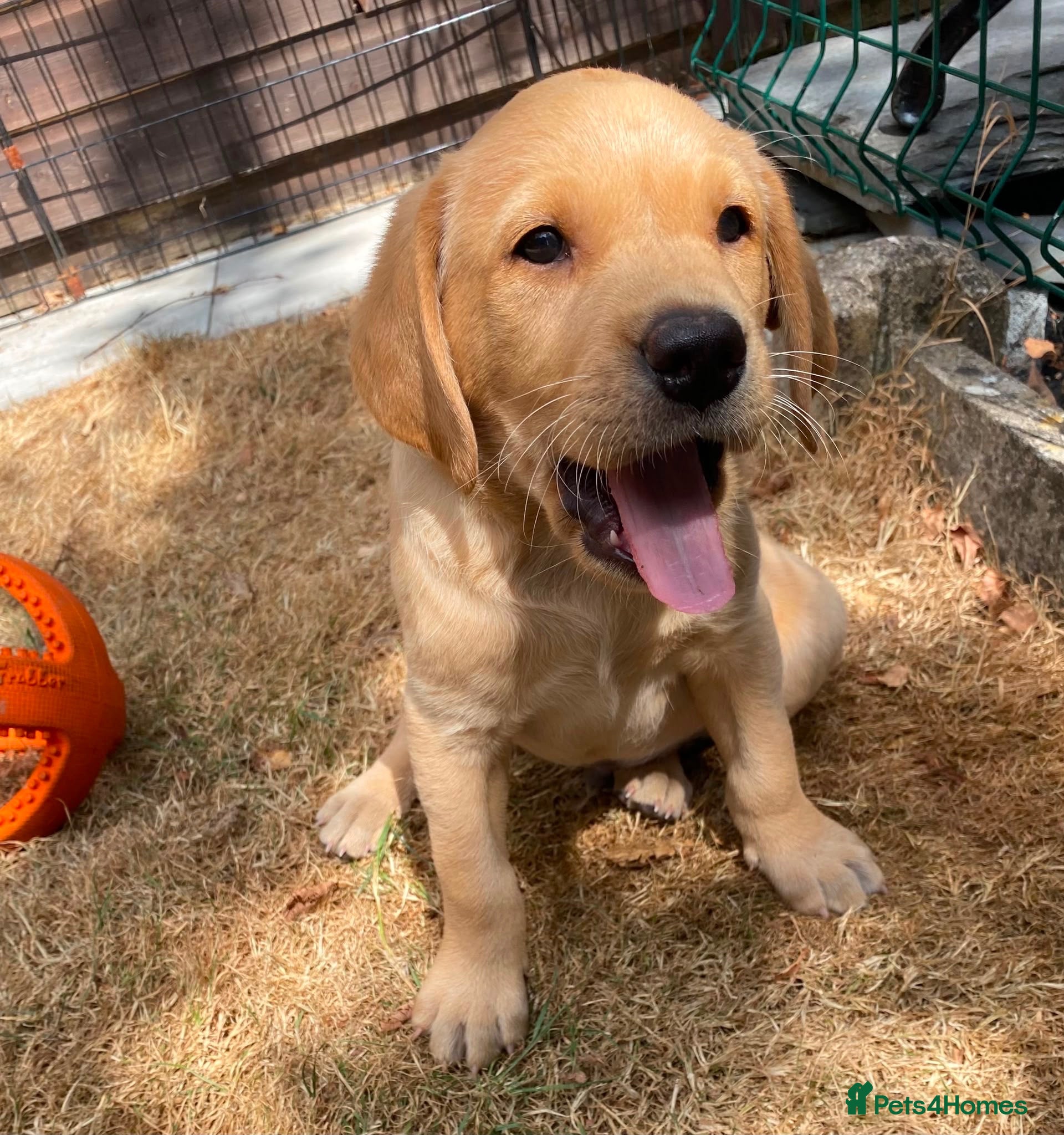 Labrador Retriever dogs FTCh Gunnerspeg Gambler × Greenbriar Tanzanite - Advert 2