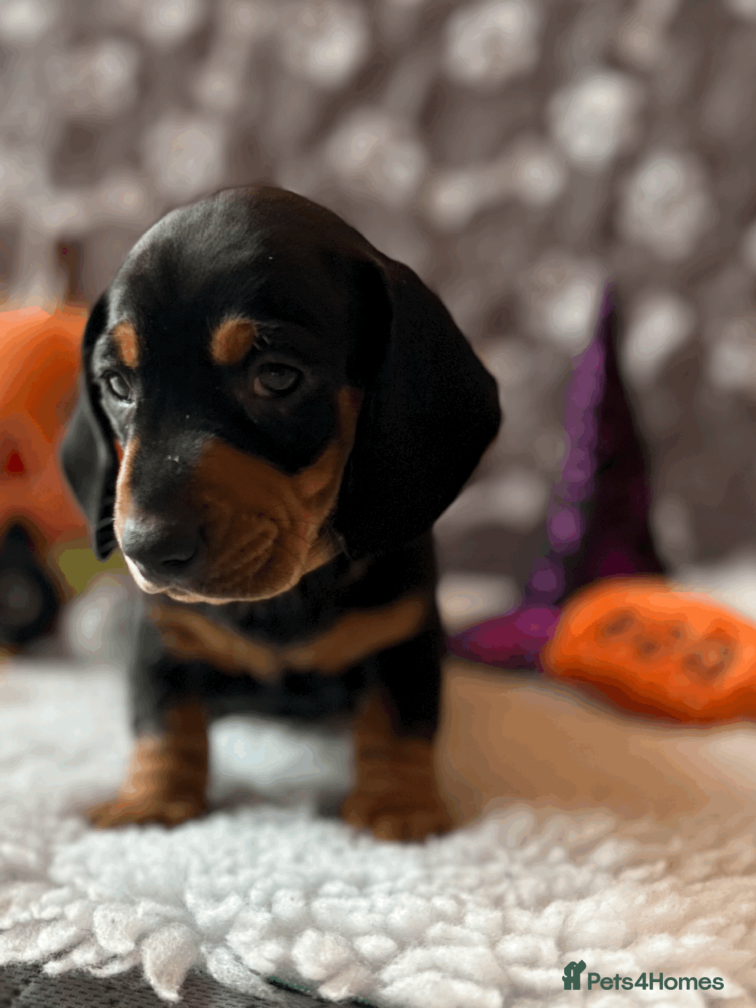 Dachshund dogs for sale: Beautiful Dachshund Puppies Ready to go 8th Nov  - Image 8