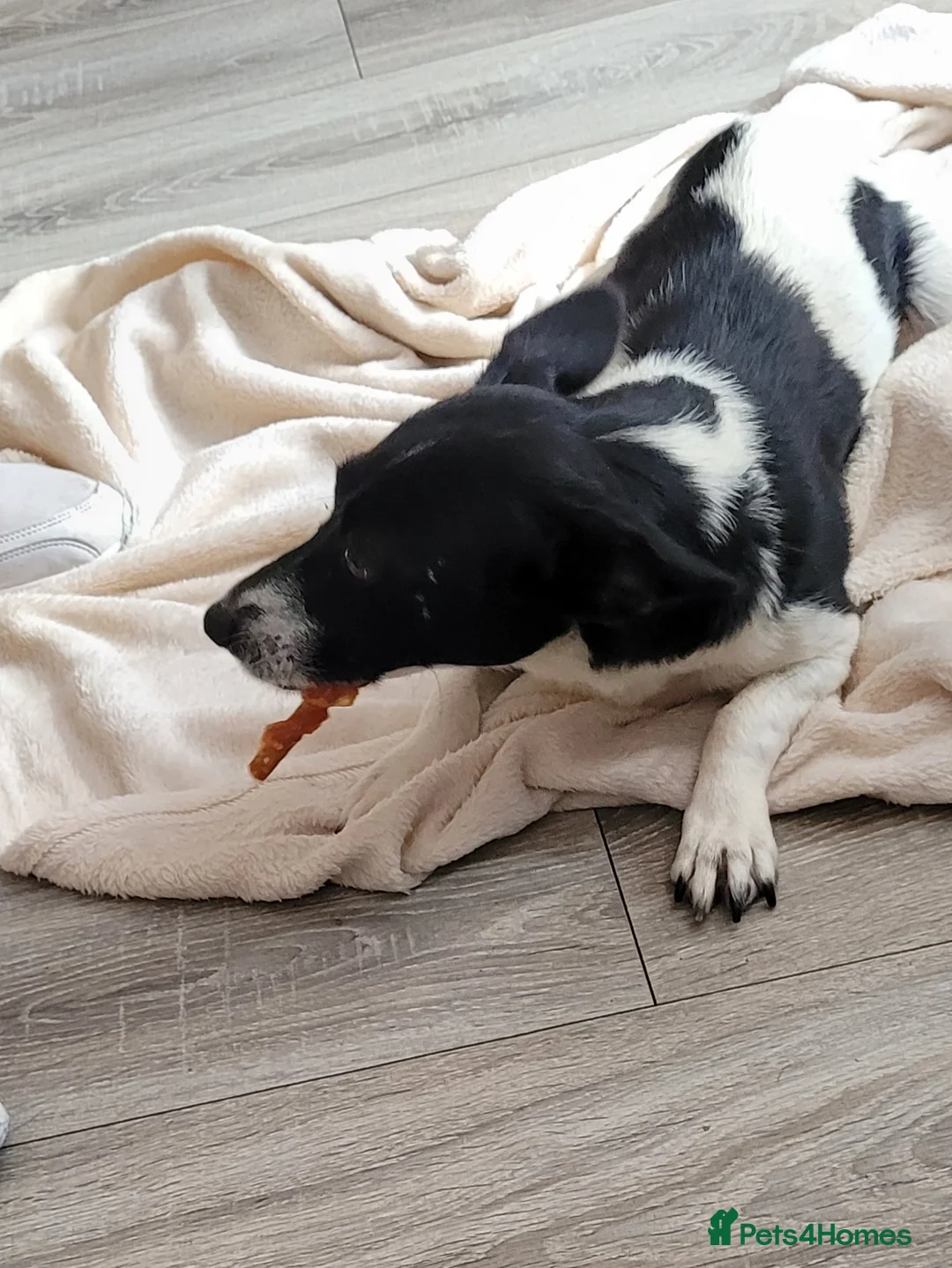 Jack Russell dogs for sale: Jackrussell - Advert 1