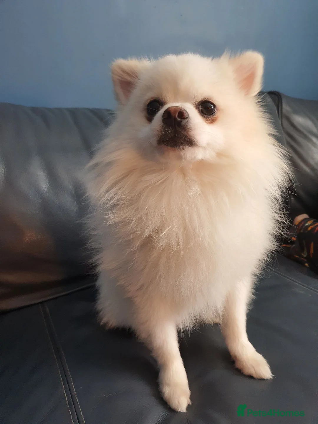 Pomeranian dogs for sale: Male pomeranian age 2  - Advert 1