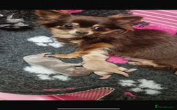 Chihuahua dogs for sale: Small Teacup Chihuahua (Russian/Portuguese lines) - Image 5