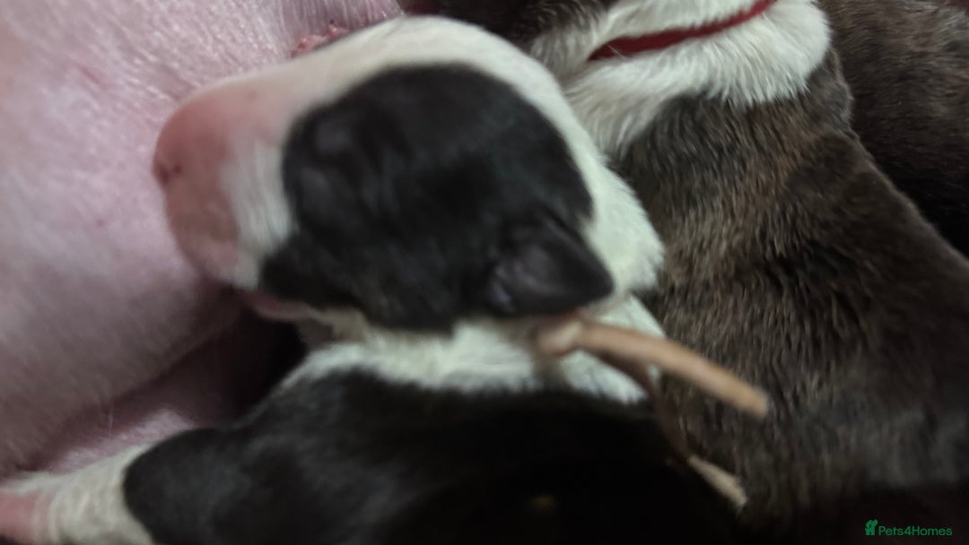 Bull Terrier dogs for sale: Stunning bull terrier pups - Image 19