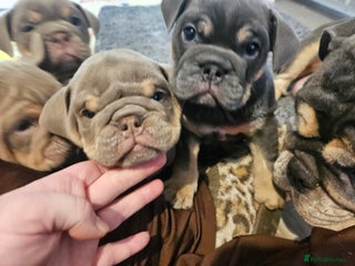 English Bulldog dogs 1 Female 1 male KC registered English bulldog - Advert 4