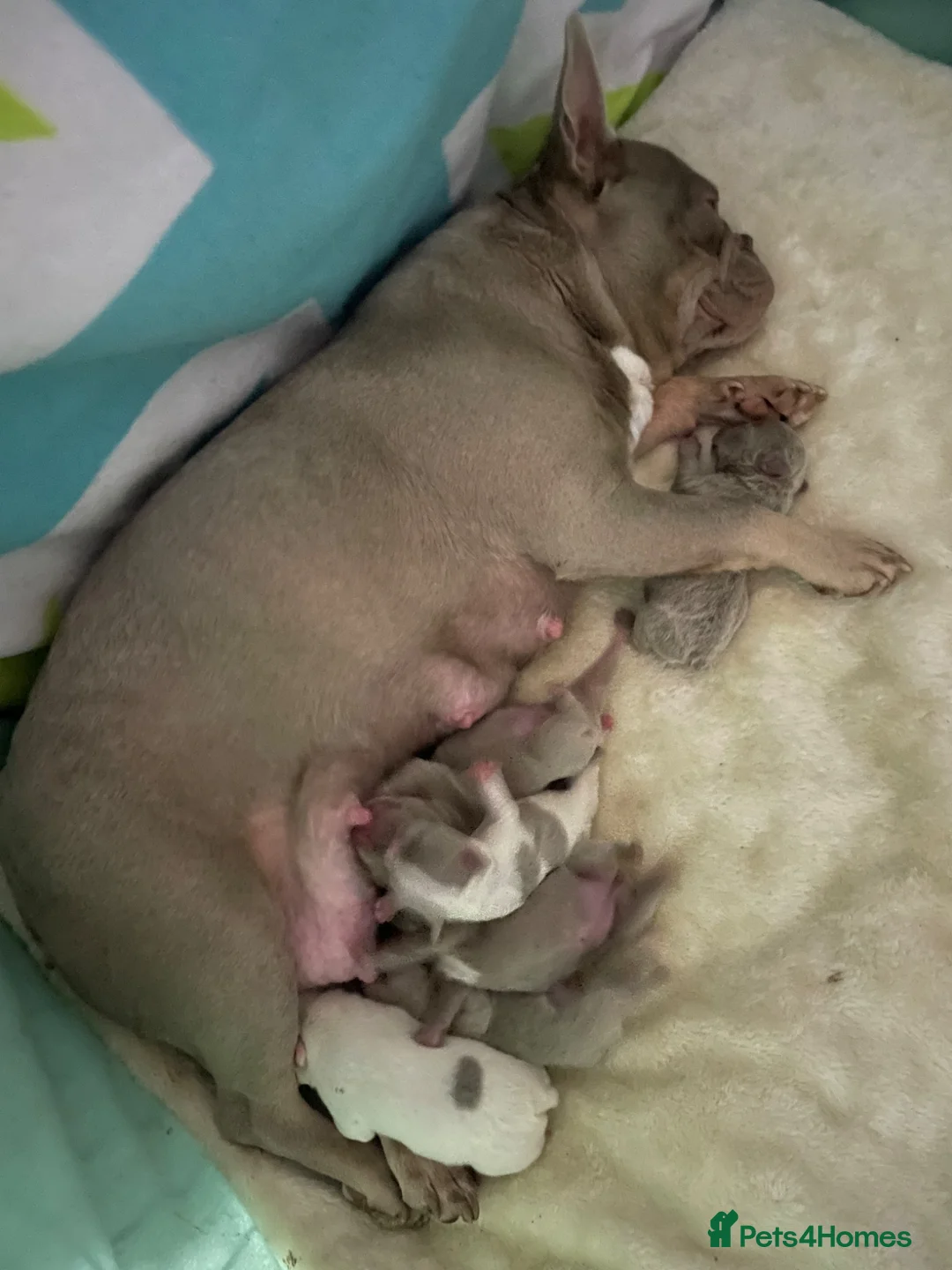 French Bulldog dogs for sale: French bulldog puppies  in Peterlee - Advert 1