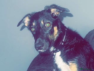 Mixed Breed dogs - Advert 12