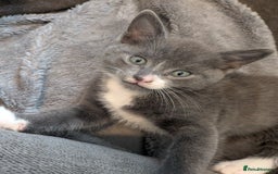 Mixed Breed cats for sale: Half russian blue - Image 1