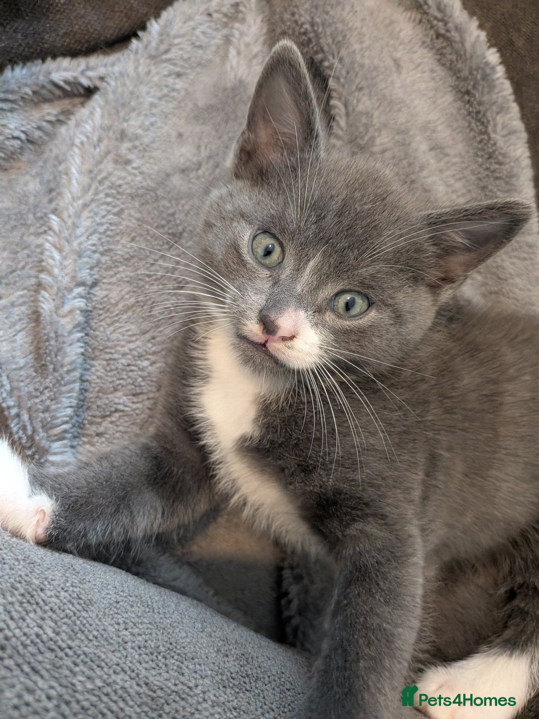 Mixed Breed cats for sale: Half russian blue - Image 1