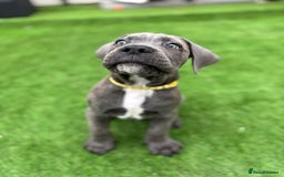 Cane Corso dogs for sale: Cane Corso Pups  - Image 4