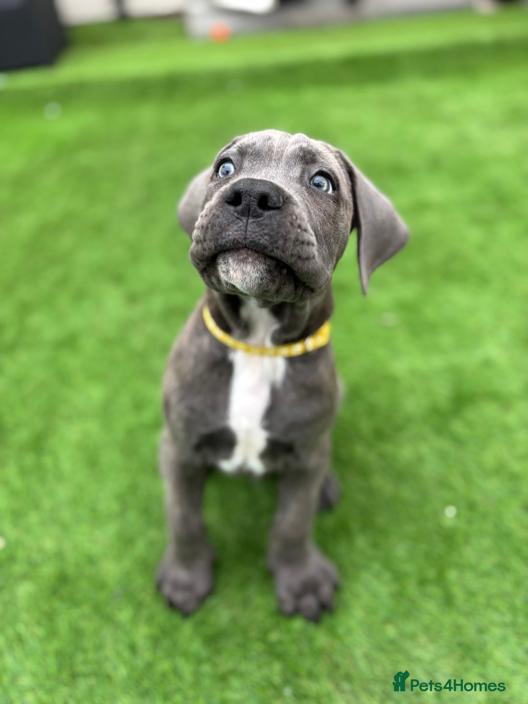 Cane Corso dogs for sale: Cane Corso Pups  - Image 4