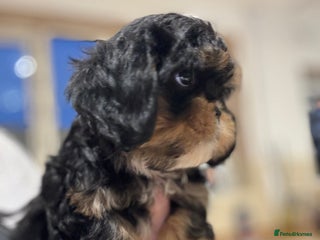 Cavalier King Charles Spaniel dogs Cavashi cavatzu boys READY NOW - Advert 1