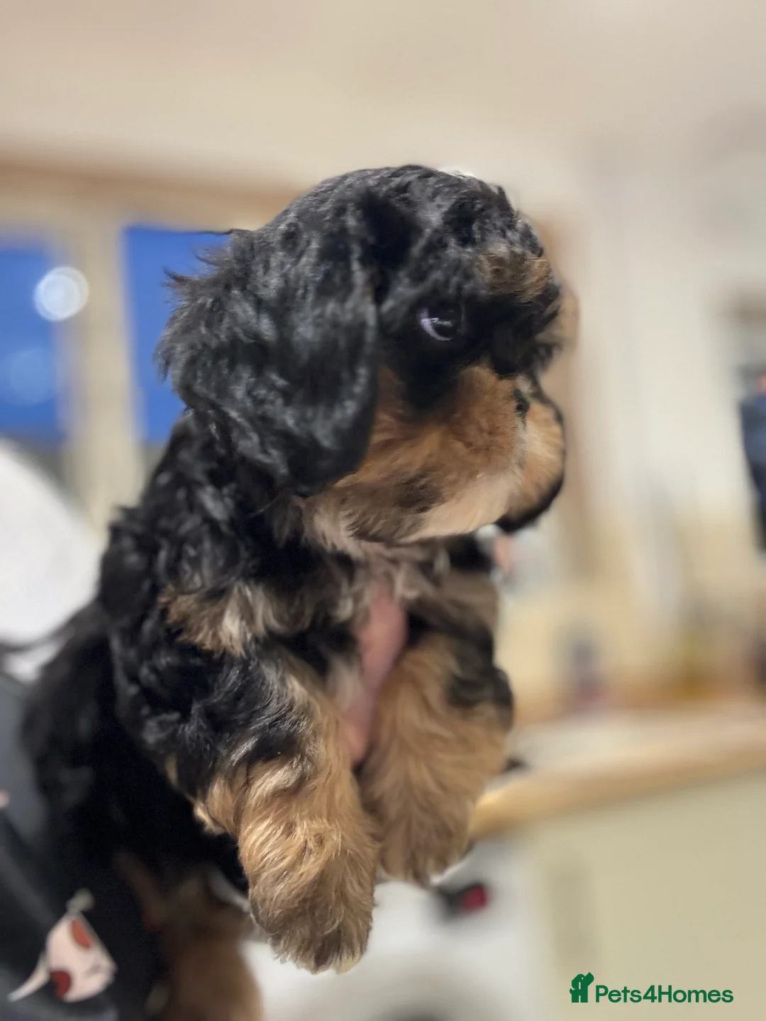 Cava Tzu dogs for sale: Cavashi cavatzu boys READY NOW  - Advert 2