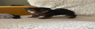 Welsh Terrier Puppy 4