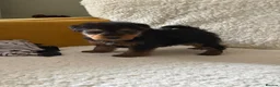 Welsh Terrier dogs for sale: Wawuzer puppies  in Haverfordwest - Advert 10