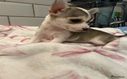 Chihuahua dogs for sale: Chihuahua puppies for sale  - Image 16