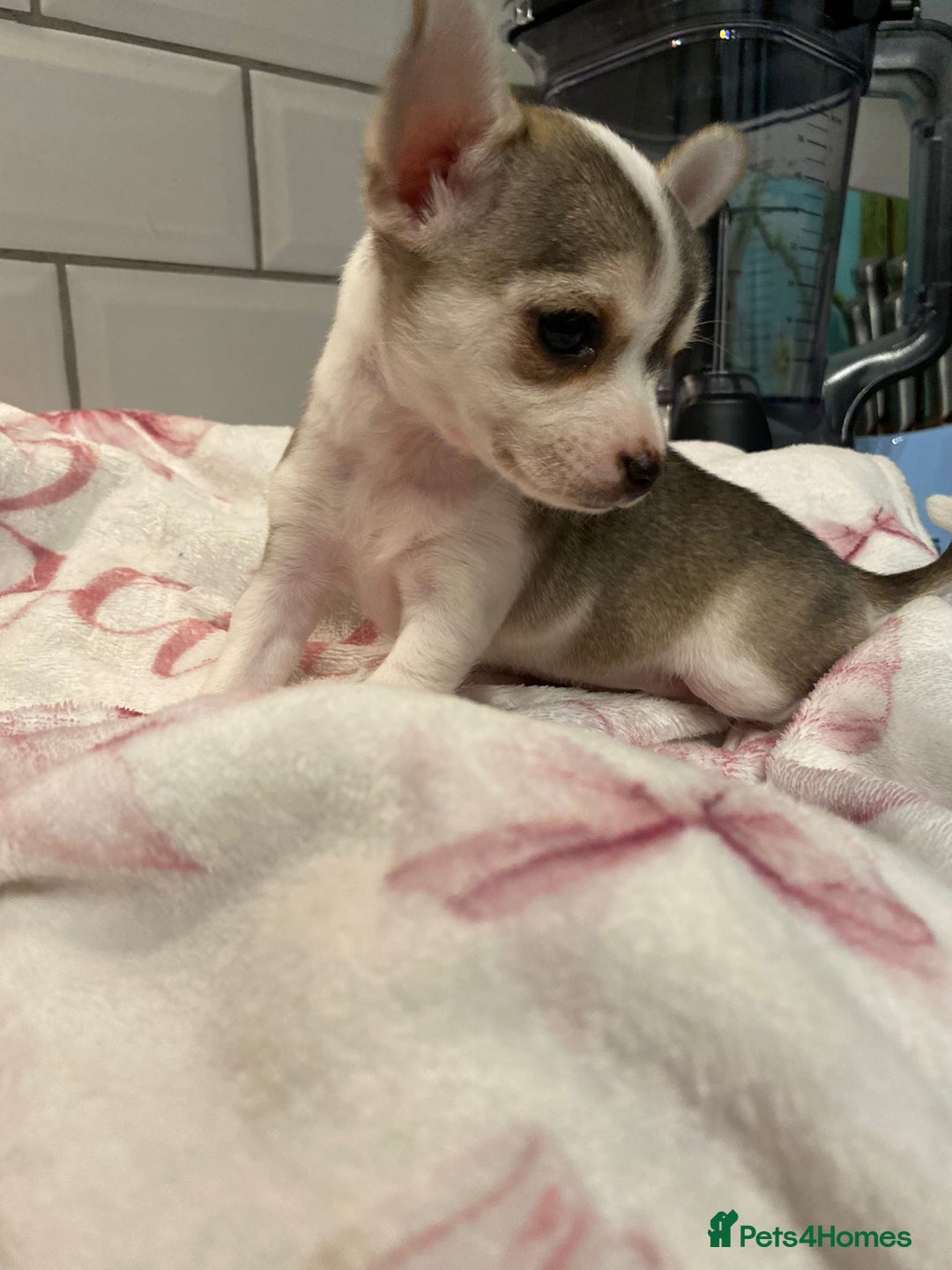 Chihuahua dogs for sale: Chihuahua puppies for sale  - Image 16