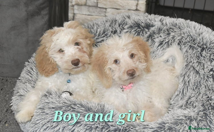 Cavapoo dogs in Rugby - Advert 8