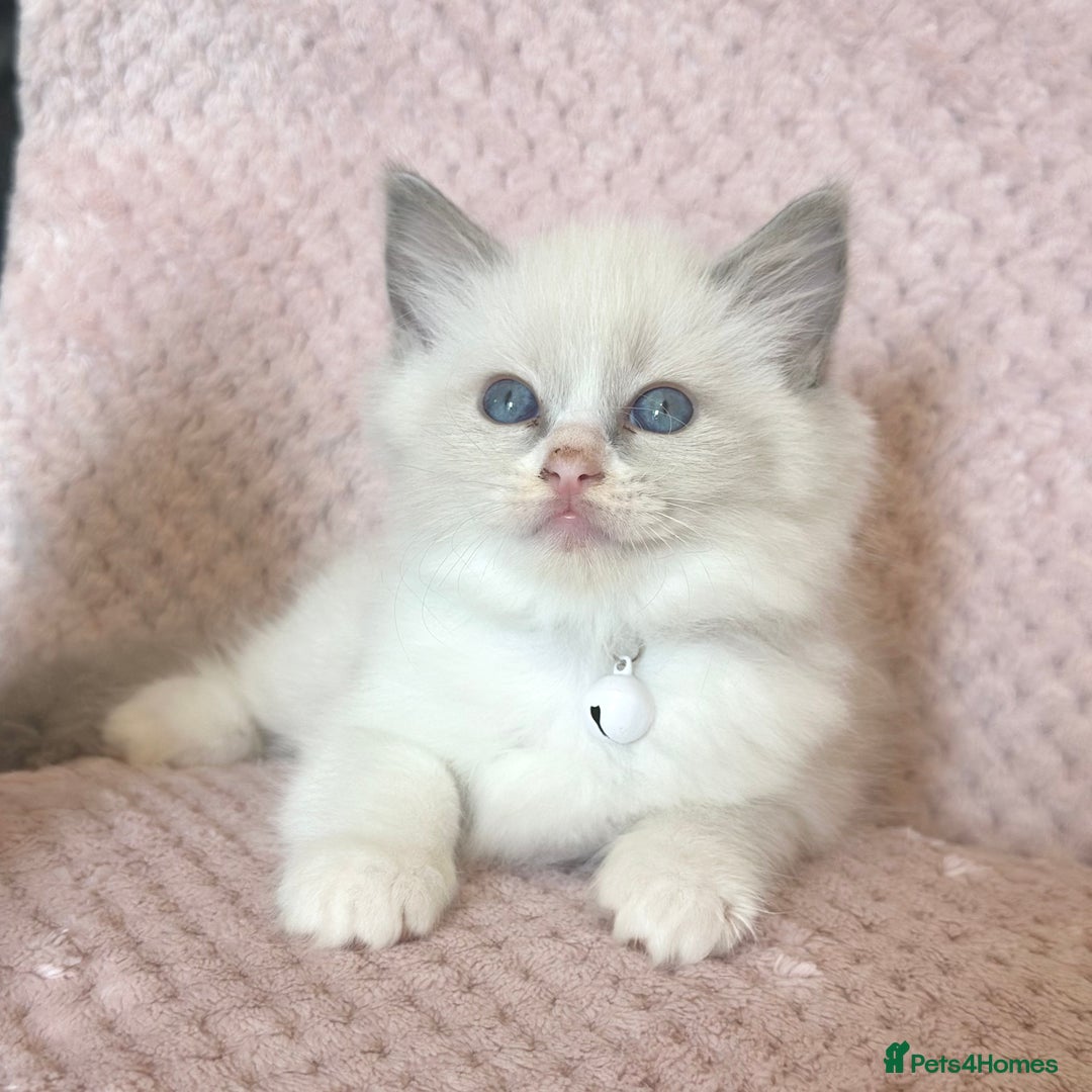 Ragdoll cats for sale: Affectionate, Cuddly, Playful Kittens - Image 16
