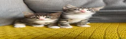 Mixed Breed cats for sale: Friendly kittens  - Advert 7